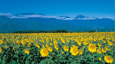 明野、日照時間